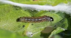 Grønn eikevikler (Tortrix viridana)