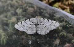 Punktbarkmåler (Aethalura punctulata)