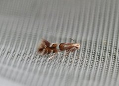 Phyllonorycter hilarella