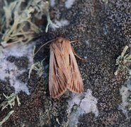 Kommagressfly (Leucania comma)