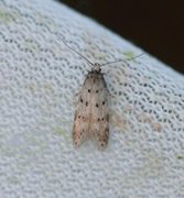 Pseudotelphusa paripunctella