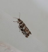 Stripet grankveldvikler (Epinotia tedella)