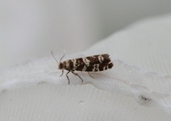 Stripet grankveldvikler (Epinotia tedella)