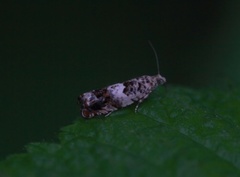 Øyekveldvikler (Epinotia subocellana)