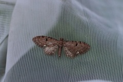 Humledvergmåler (Eupithecia assimilata)