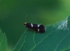 Ripsknoppmøll (Lampronia capitella)