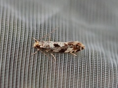 Vedkjukemøll (Nemapogon cloacella)