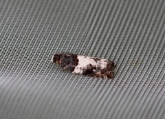 Ospekvistvikler (Gypsonoma sociana)