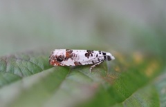 Landøydaengvikler (Eucosma campoliliana)