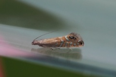 Glyphipterix thrasonella