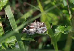 Grå mauremåler (Epirrhoe alternata)