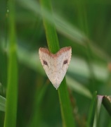 Gult nebbfly (Rivula sericealis)