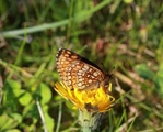 Marimjellerutevinge (Melitaea athalia)