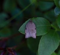 Skogbladvikler (Lozotaenia forsterana)