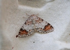 Almemåler (Venusia blomeri)