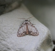 Eikeduskfly (Meganola strigula)