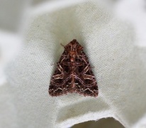 Fiolett nellikfly (Sideridis rivularis)