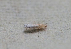 Phyllonorycter heegeriella