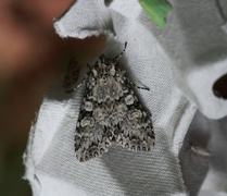 Grått hakefly (Polia nebulosa)