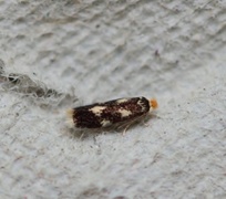 Stigmella assimilella