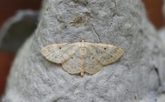 Randengmåler (Idaea biselata)