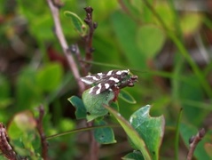 Chionodes viduella