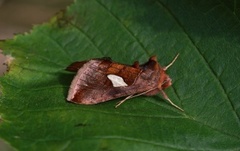 Storflekket metallfly (Autographa bractea)