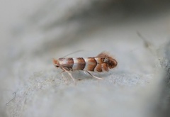 Phyllonorycter froelichiella