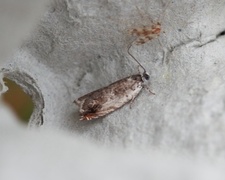 Ospesigdvikler (Ancylis laetana)