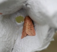 Teglrødt gressfly (Mythimna ferrago)