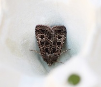 Nettfly (Naenia typica)