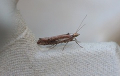 Ypsolopha parenthesella