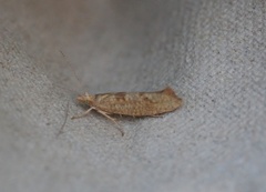 Ypsolopha alpella