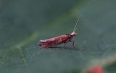 Ypsolopha ustella