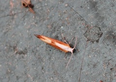 Argyresthia albistria