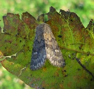 Tempelfly (Dasypolia templi)