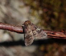 Øyehalvspinner (Tethea ocularis)