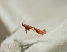 Caloptilia stigmatella