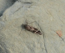 Mompha sturnipennella
