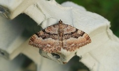 Berberisduskmåler (Rheumaptera cervinalis)