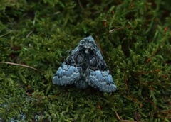 Hasselmunkefly (Colocasia coryli)