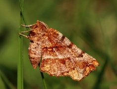 Blek månemåler (Selenia dentaria)