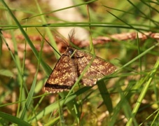 Lyngmåler (Ematurga atomaria)