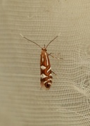 Phyllonorycter strigulatella