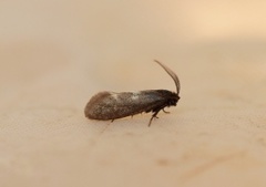 Incurvaria pectinea