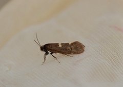 Incurvaria pectinea