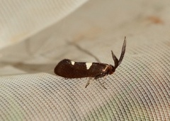 Incurvaria masculella