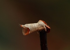 Rødflekkstjertspinner (Clostera curtula)