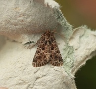 Mørkt nellikfly (Hadena bicruris)