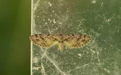 Strekdvergmåler (Eupithecia exiguata)